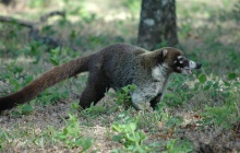 A la découverte de la faune et la flore du parc de Cahuita