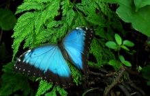 Jardin des papillons à Monteverde