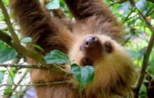 Parc National Cahuita & Sloth Sanctuary