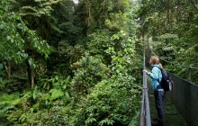 Aventures tropicale sur les ponts suspendus et parc aux oiseaux